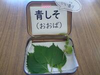 青しその実物提示